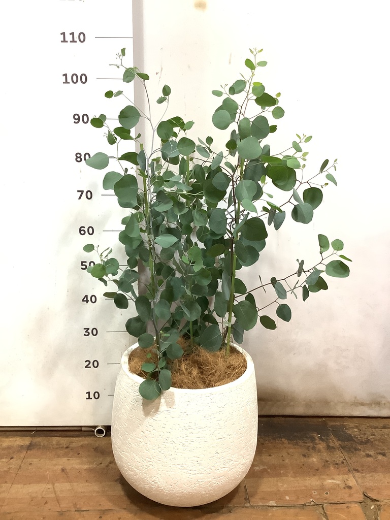 観葉植物 ユーカリ 8号 ポポラス（ポリアンセモス） エコストーンwhite