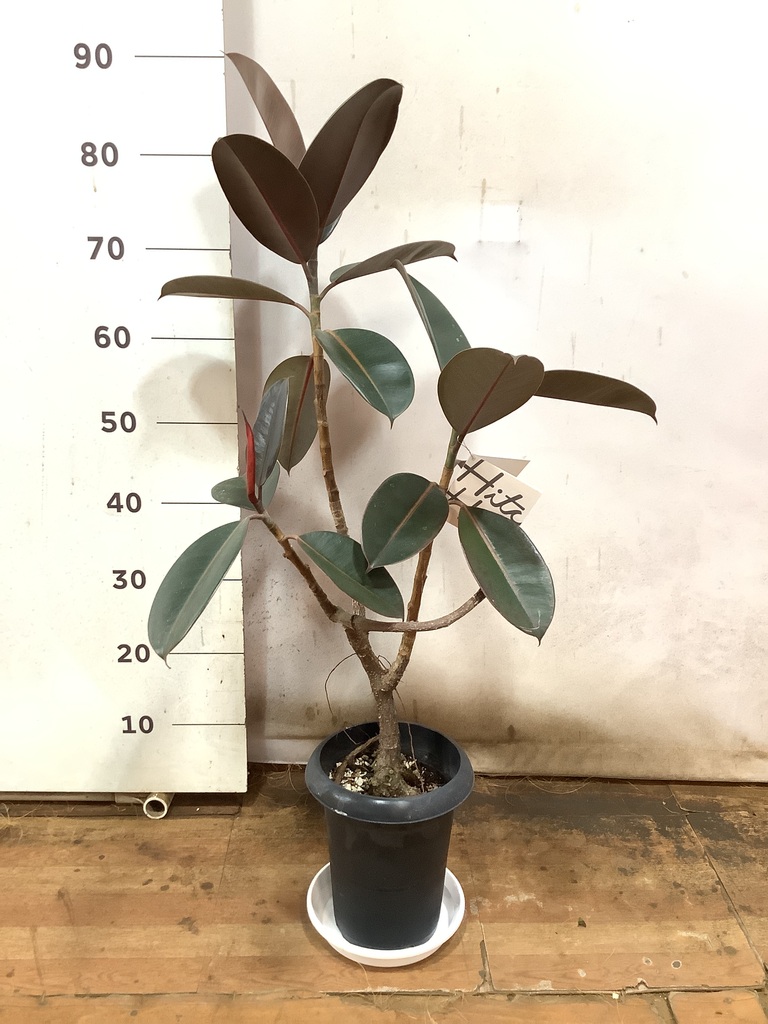 観葉植物 フィカス バーガンディ 6号 曲り プラスチック鉢 | 観葉植物