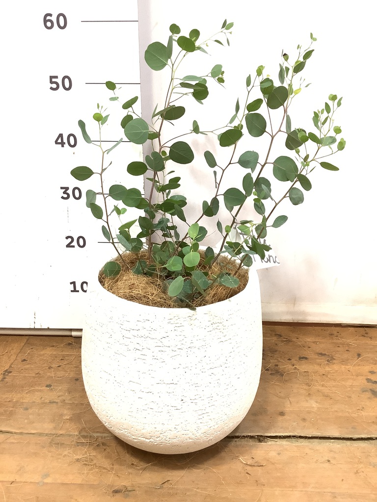観葉植物 ユーカリ 6号 ポポラス（ポリアンセモス） Eco Stone（エコ