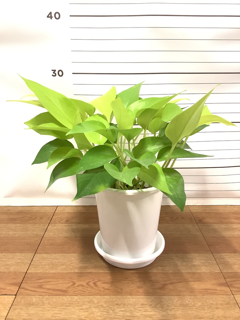 観葉植物 ポトス 4号 ライム プラスチック鉢 | 観葉植物ならHitoHana