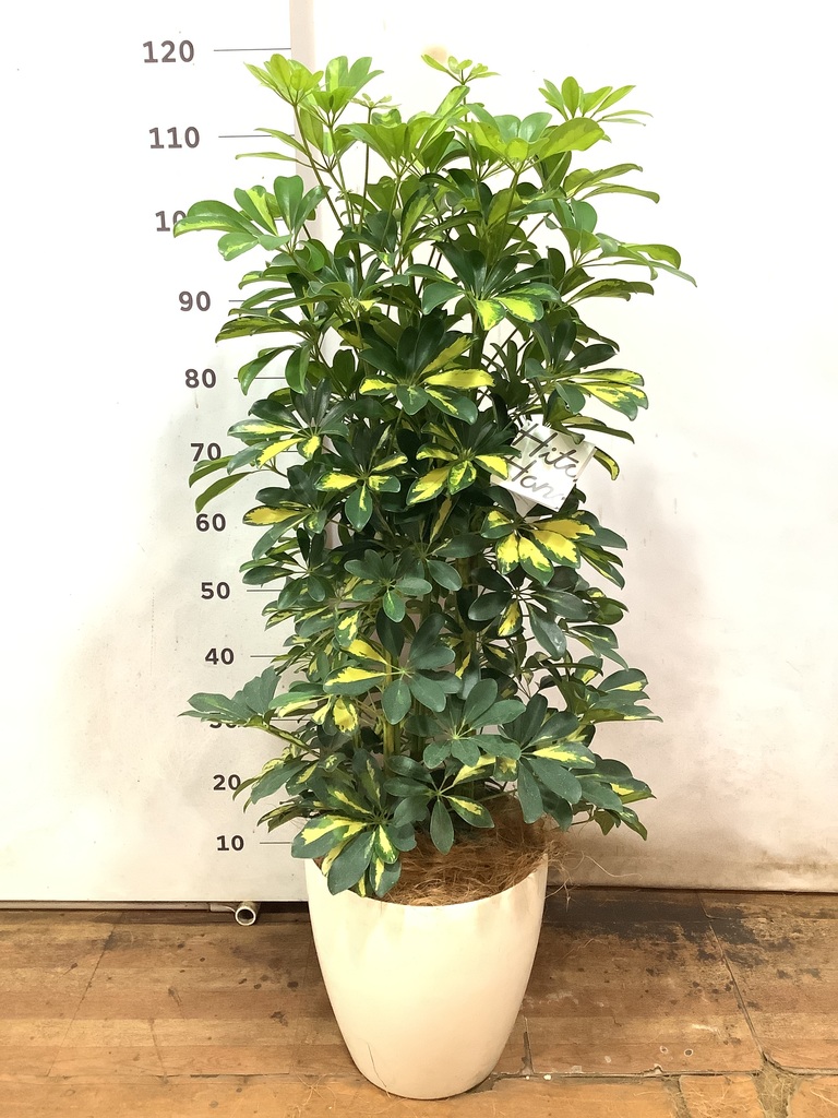 観葉植物 シェフレラ（カポック） 8号 斑入り ラスターポット 付き