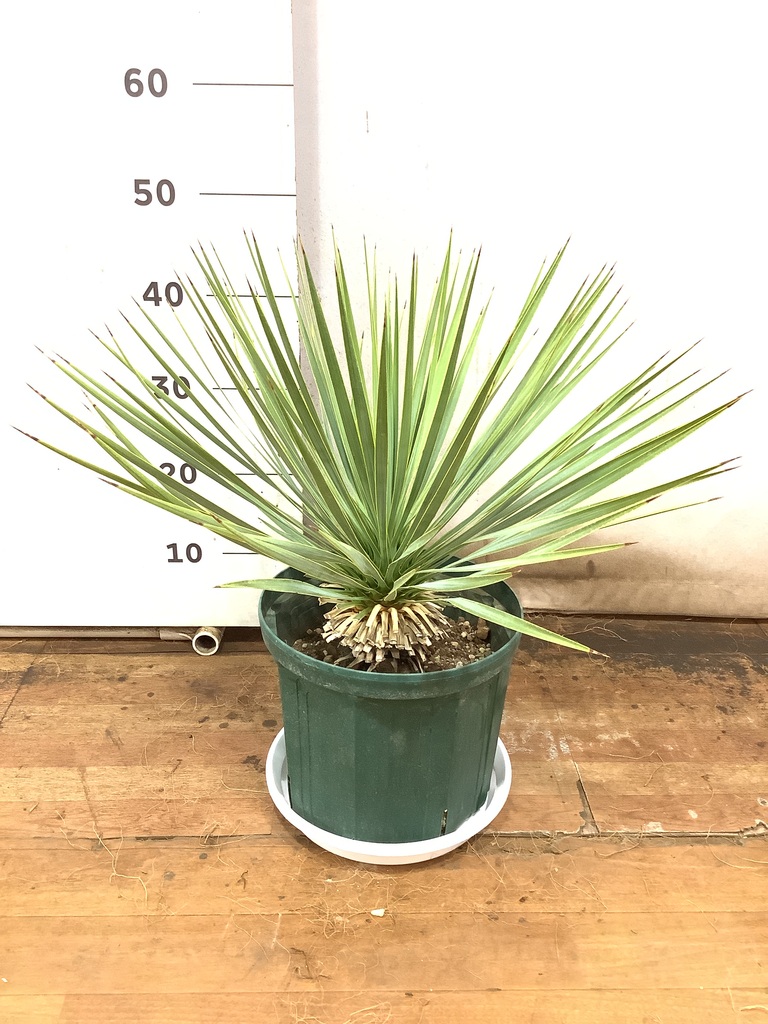 観葉植物 ユッカ 8号 ロストラータ プラスチック鉢 | 観葉植物なら 