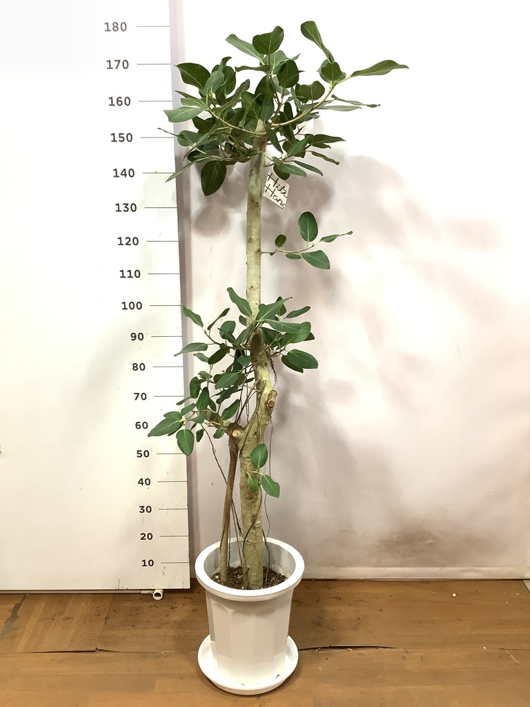 観葉植物 フィカス ベンガレンシス 10号 ストレート プラスチック鉢