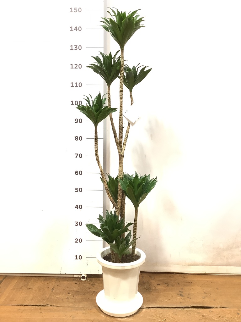 観葉植物 ドラセナ コンパクター 8号 竹バスケット 付き | 観葉植物