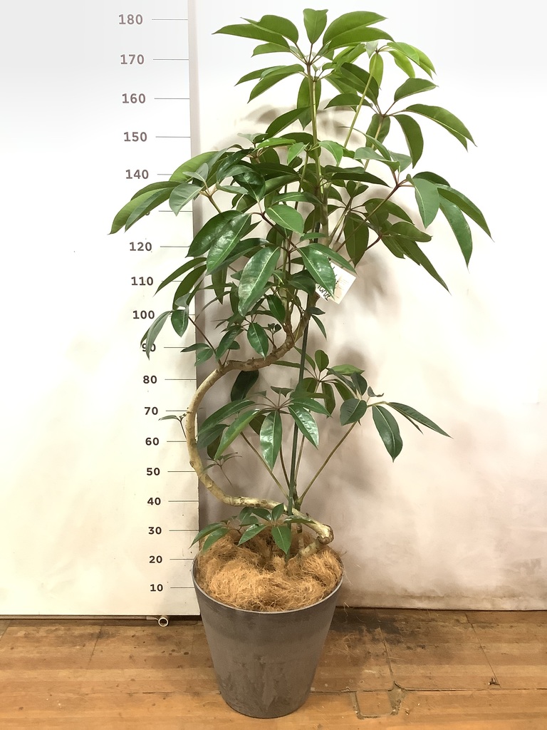 観葉植物 ツピダンサス 10号 曲り アートストーン ラウンド グレー