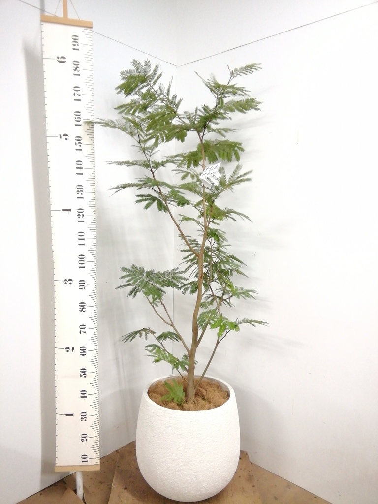 観葉植物 エバーフレッシュ 10号 ボサ造り プラスチック鉢 | 観葉植物
