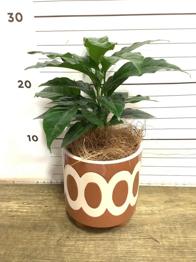 その他観葉植物 Latte 120cm〜140cmの観葉植物 | 送料無料でお届け | Hitohana（ひとはな）