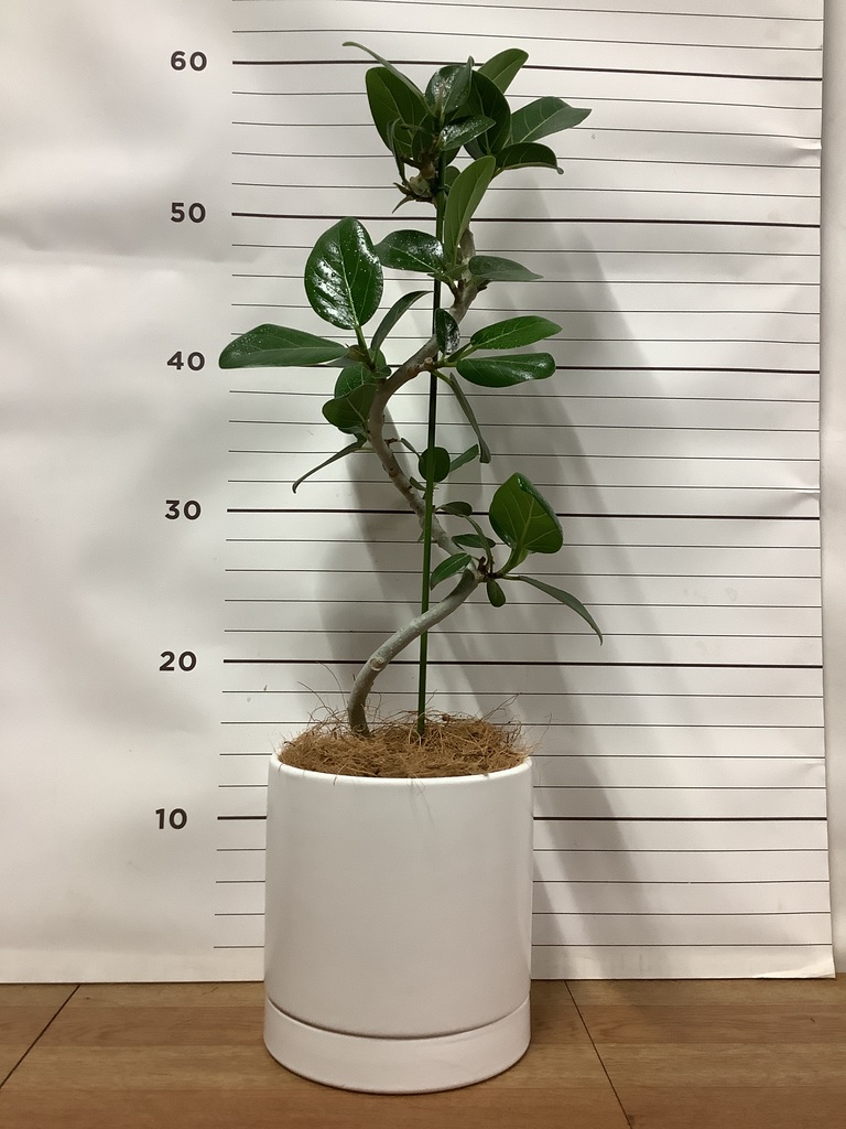 観葉植物 フィカス ベンガレンシス 4号 曲り オーセ 15 W 付き | 観葉