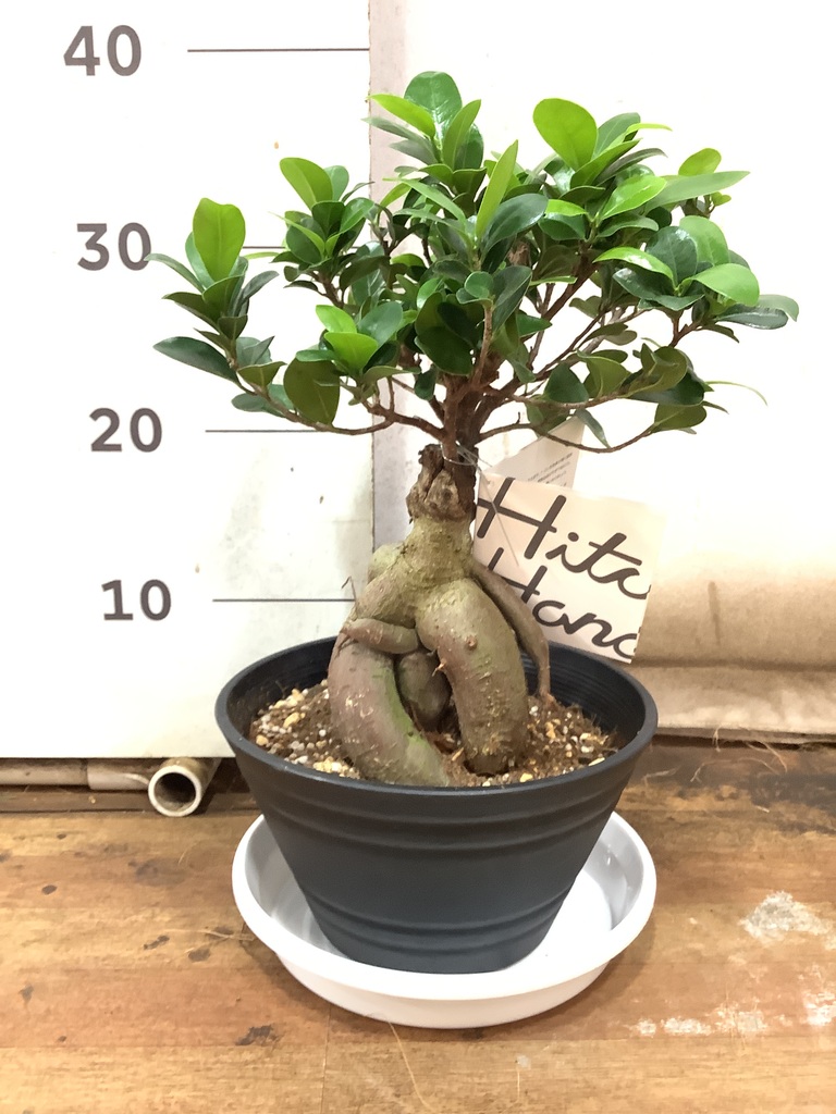 観葉植物 ガジュマル 7号 股仕立て プラスチック鉢 | 観葉植物