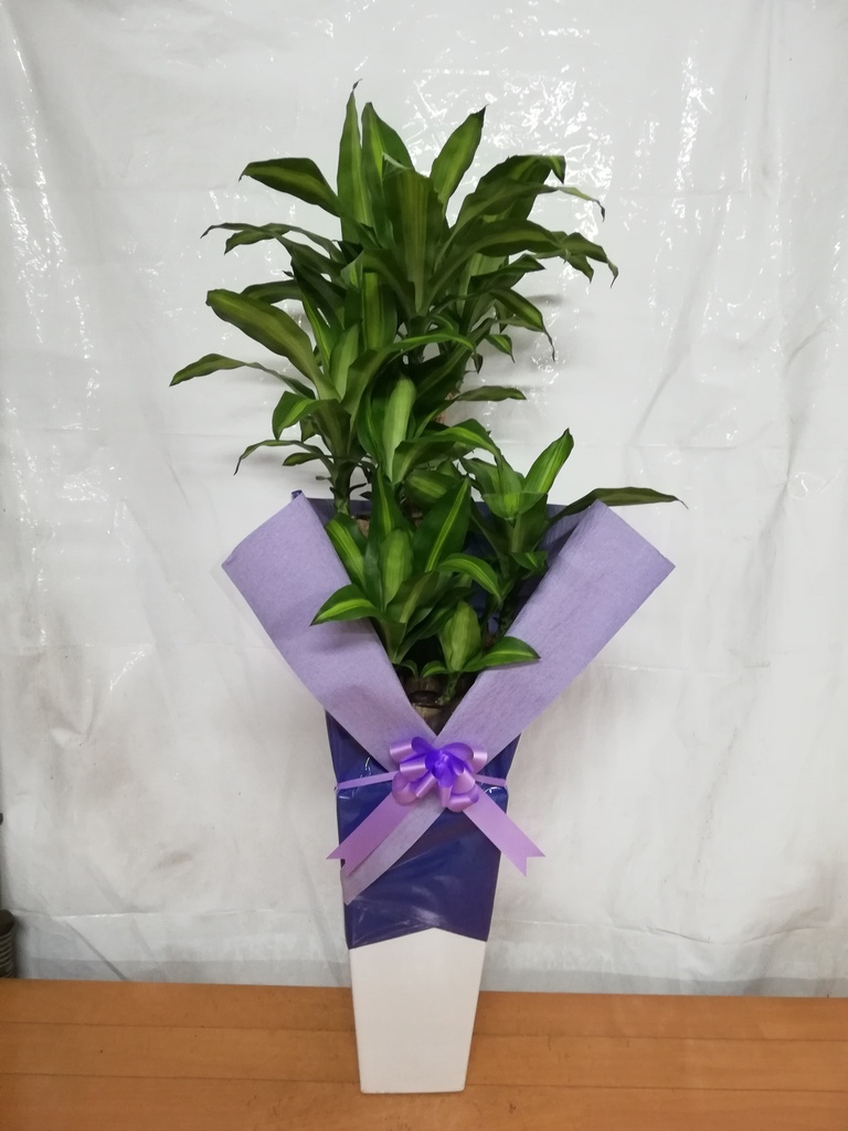観葉植物 ドラセナ 幸福の木 8号 ノーマル 角高陶器 | 観葉植物