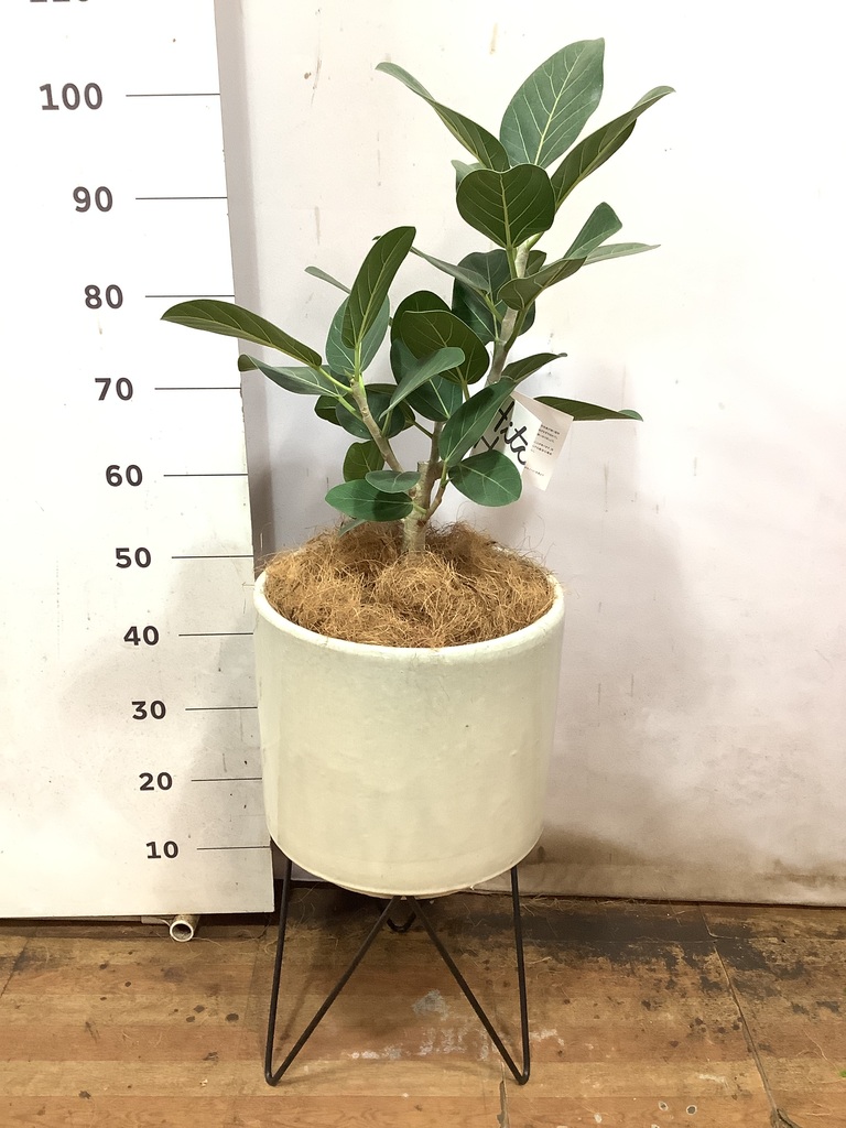 観葉植物 フィカス ベンガレンシス 8号 ストレート エディラウンド 黒