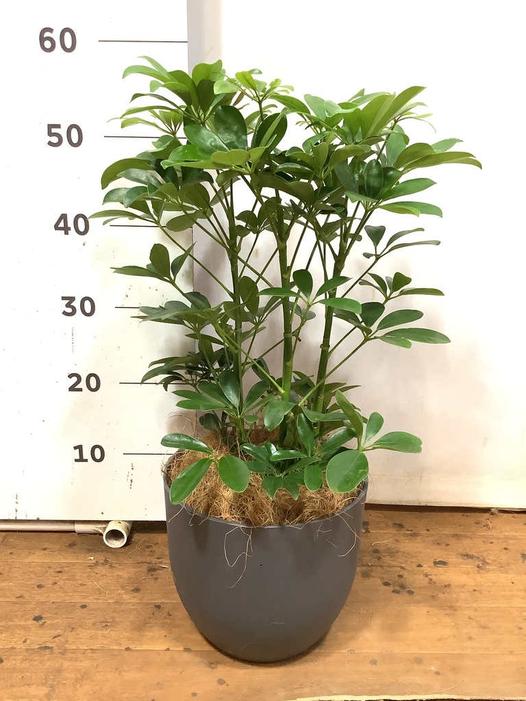 観葉植物 カポック（シェフレラ） 5号 ノーマル インティ M 濃