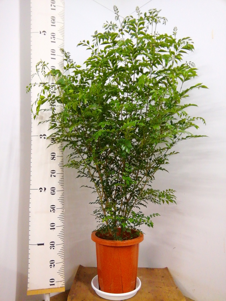 観葉植物 シマトネリコ 10号 ベータ キューブプランター 黒 付き