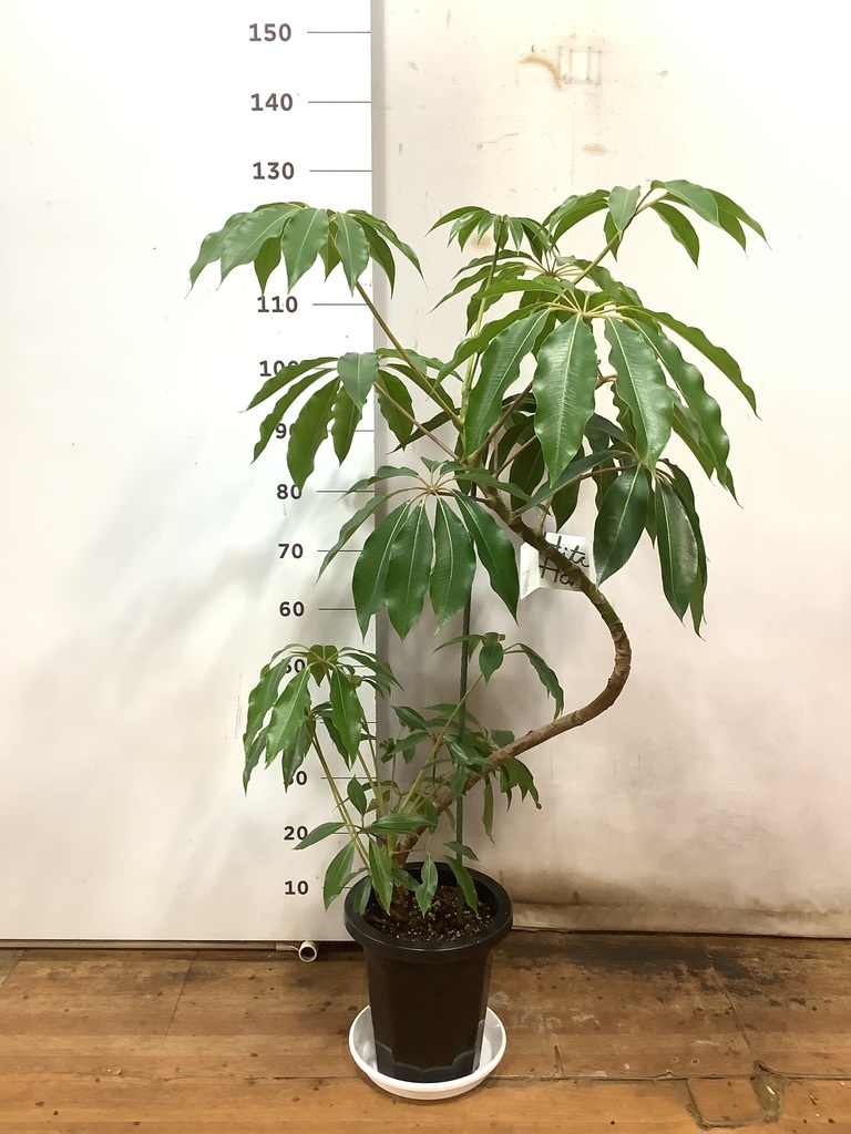 観葉植物 ツピダンサス 8号 曲り プラスチック鉢 | 観葉植物なら