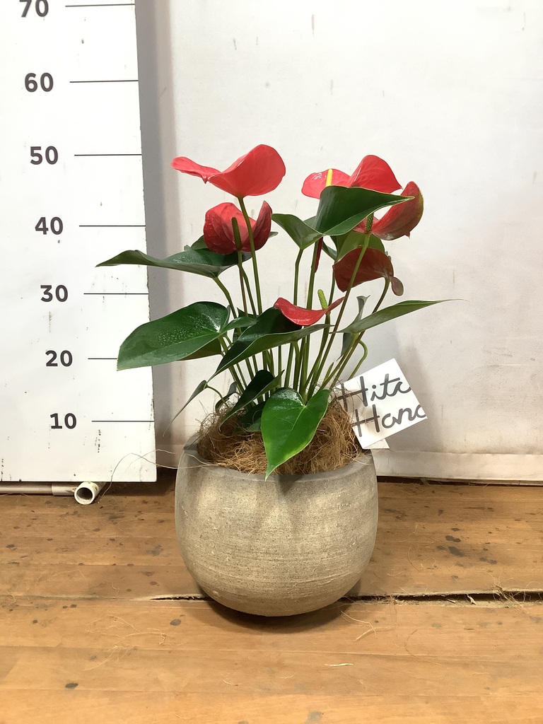 観葉植物 アンスリウム 5号 レッド エドラ P 付き | 観葉植物