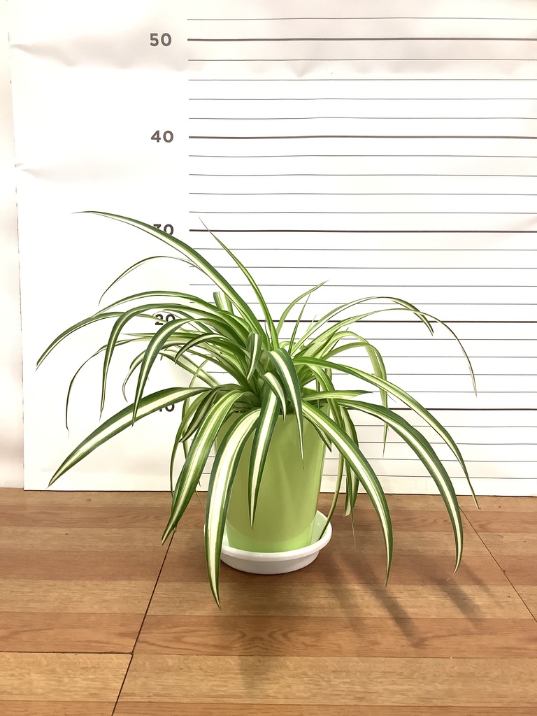 ハンギング植物 オリヅルラン 4号 プラスチック鉢 | 観葉植物なら