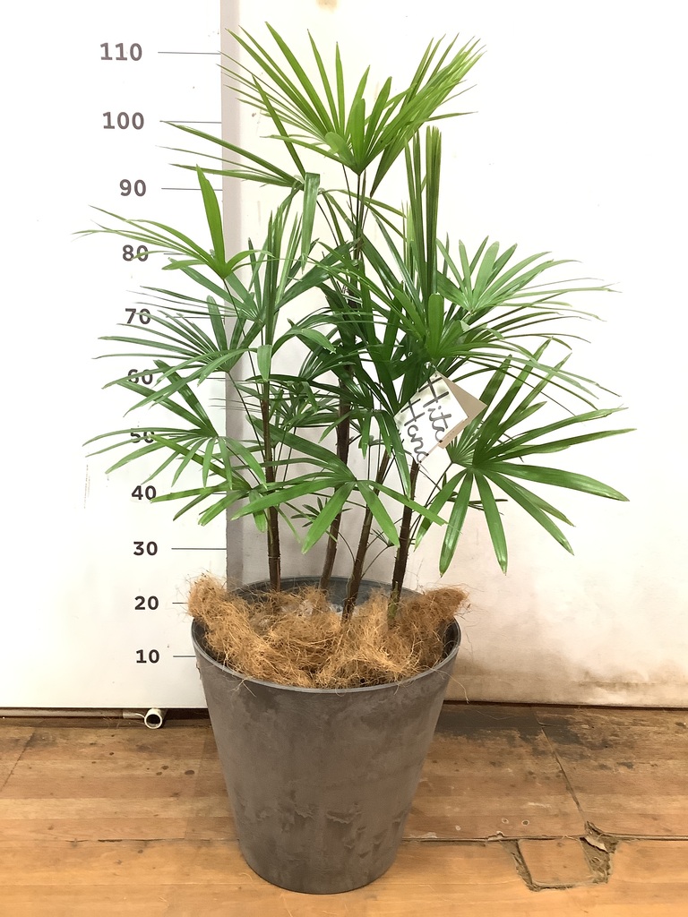 観葉植物 シュロチク（棕櫚竹） 8号 アートストーン ラウンド