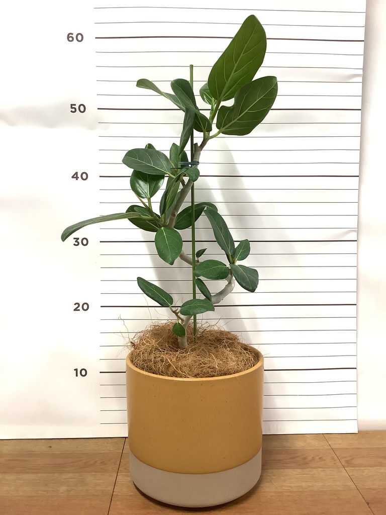 観葉植物 フィカス ベンガレンシス 4号 曲り ハンネ 16 R