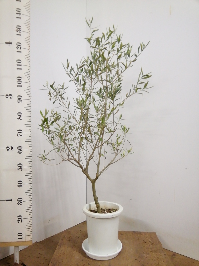 観葉植物 オリーブの木 8号 コラティーナ (コラチナ) セドナロング