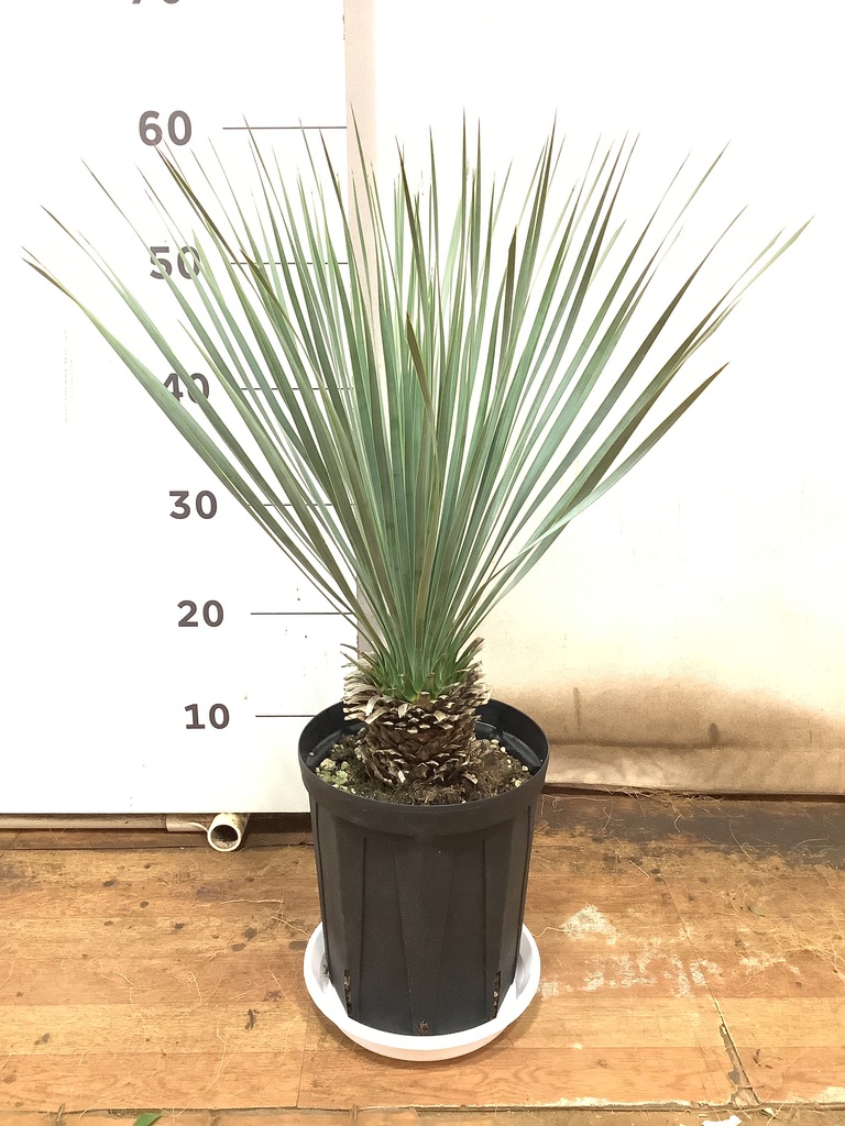 ユッカロストラータ観葉植物 約80cm 黒鉢 ユッカロストラータ観葉植物 約80cm 高さ 黒鉢