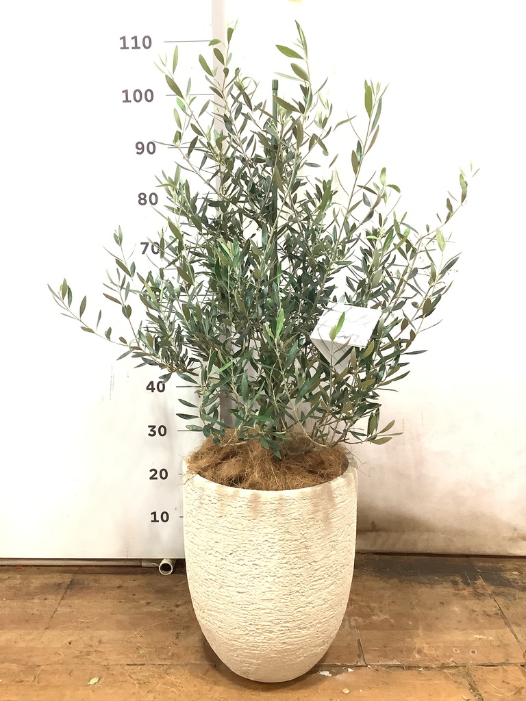 観葉植物 オリーブ 8号 コロネイキ ビアスアルトエッグ 白 付き