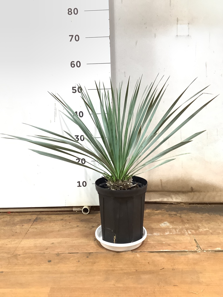 観葉植物 ユッカ 6号 ロストラータ プラスチック鉢 | 観葉植物