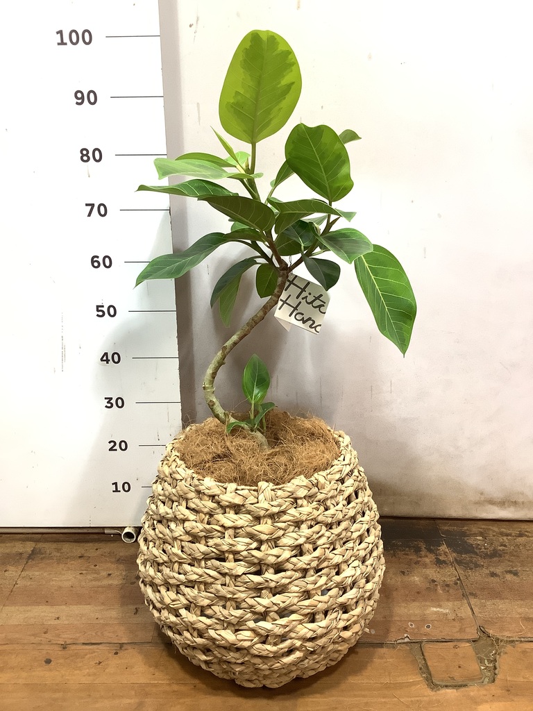 観葉植物 フィカス アルテシーマ 7号 曲り プラスチック鉢 | 観葉植物