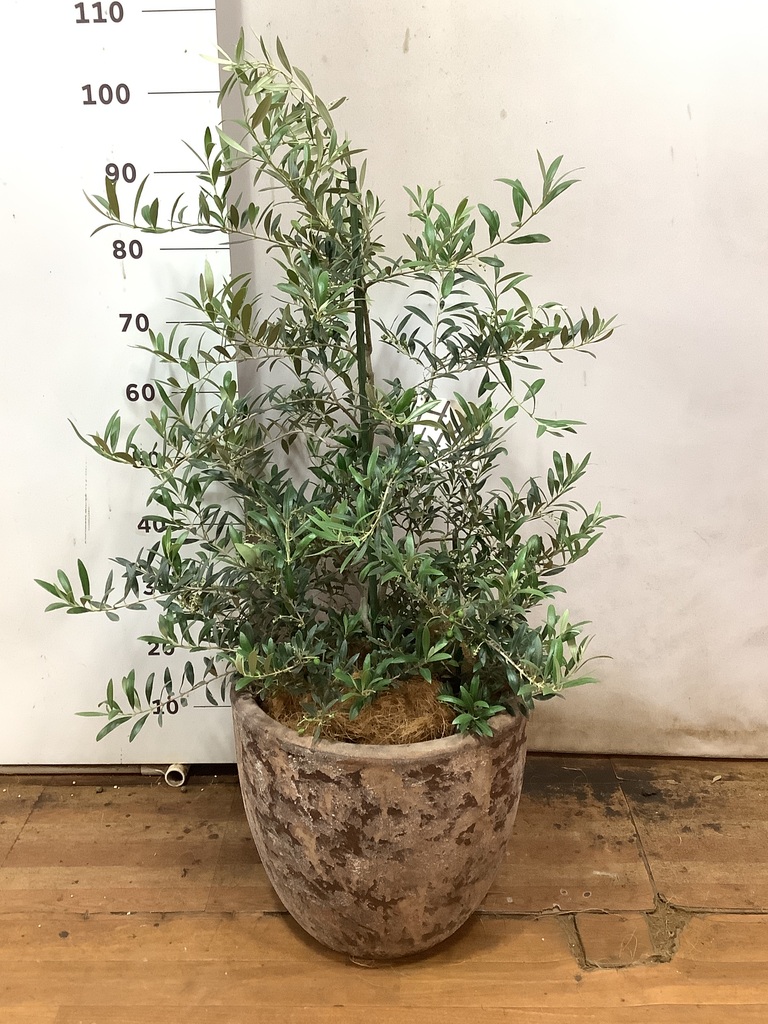 観葉植物 オリーブの木 8号 アルベキーナ アビスネブラ ラウンド 付き