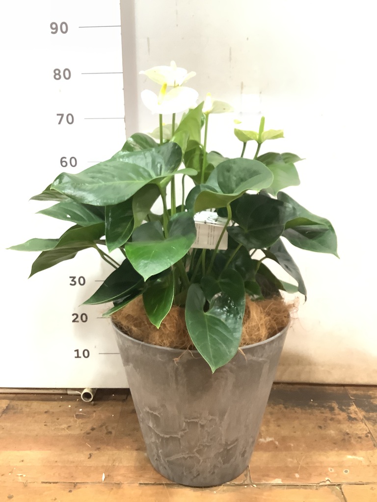 観葉植物 アンスリウム 8号 ホワイト プラスチック鉢 | 観葉植物なら