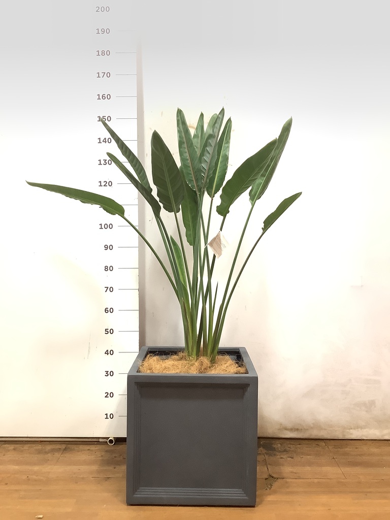 観葉植物 ストレリチア (ストレチア) レギネ 10号
