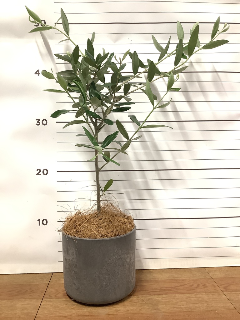 観葉植物 オリーブの木 3号 インナ 11 G 付き | 観葉植物ならHitoHana