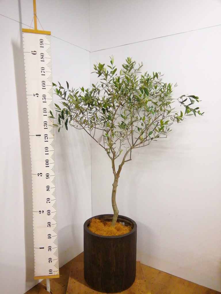 観葉植物 オリーブ 10号 創樹 プラスチック鉢 | 観葉植物ならHitoHana