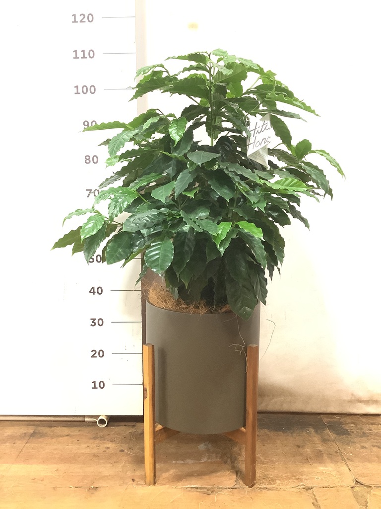 観葉植物 コーヒーの木 8号 プラスチック鉢 | 観葉植物ならHitoHana