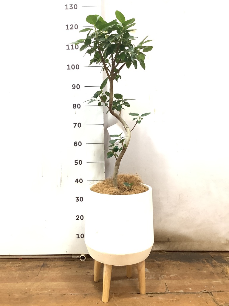 観葉植物 フランスゴムの木 6号 曲り ラスターポット 付き