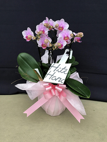 ミニ胡蝶蘭 ピンク 1本立ち 陶器(白)鉢付き | 胡蝶蘭ならHitoHana(ひと