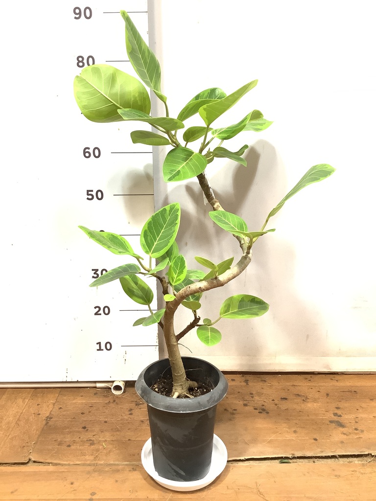 観葉植物 フィカス アルテシーマ 6号 曲り プラスチック鉢