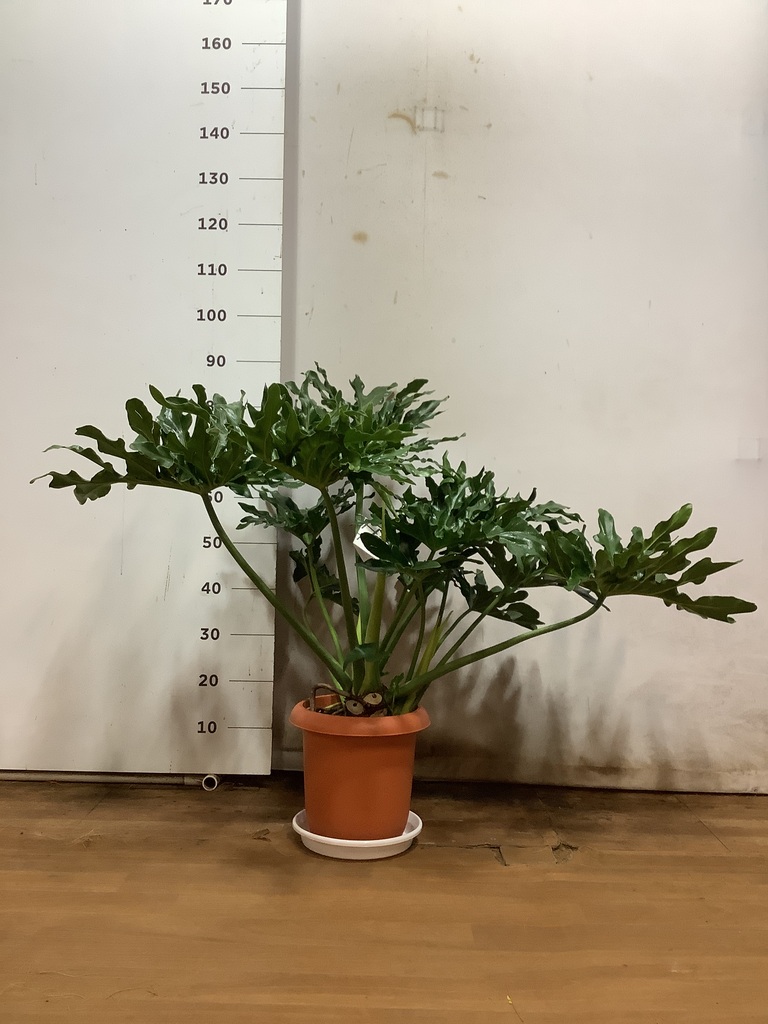観葉植物 フィロデンドロン 8号 セローム ヒトデカズラ ボサ造り