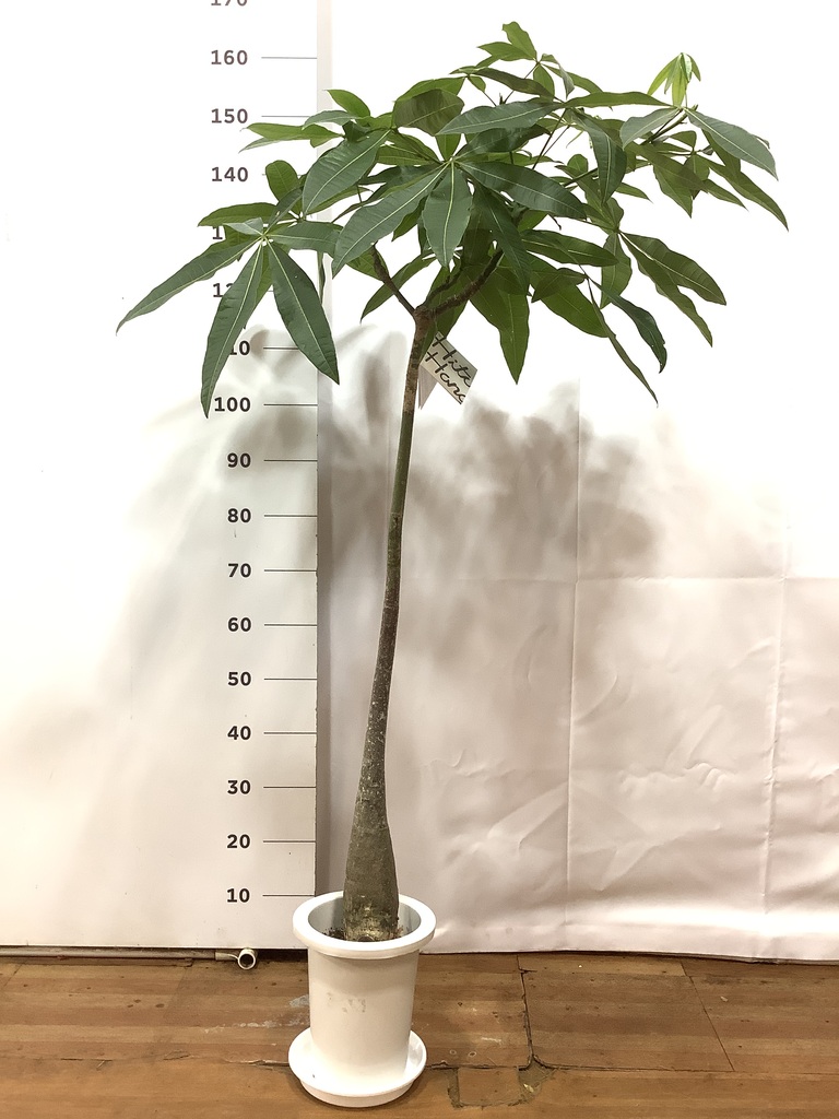 観葉植物 パキラ 7号 実生（みしょう） プラスチック鉢 | 観葉植物なら