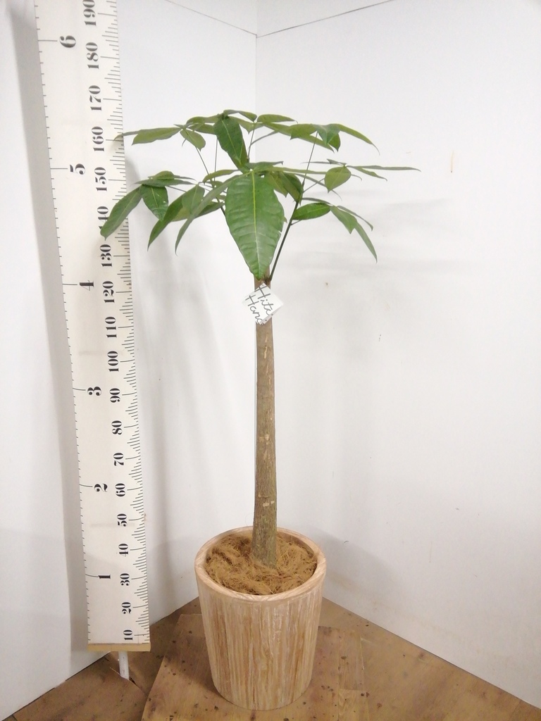観葉植物 パキラ 10号 朴 エコストーンGray 付き | 観葉植物なら