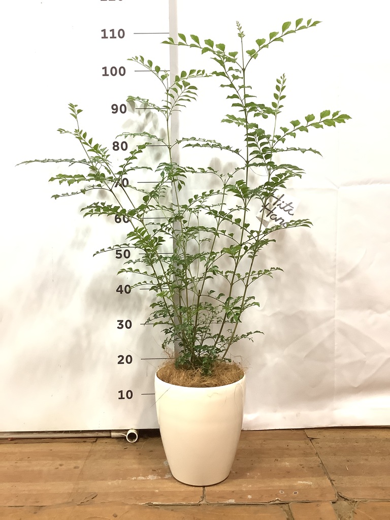 観葉植物 シマトネリコ 10号 エコストーンLight Gray 付き