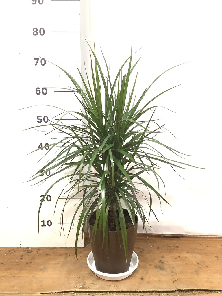 観葉植物 ドラセナ コンシンネ 6号 プラスチック鉢 | 観葉植物なら