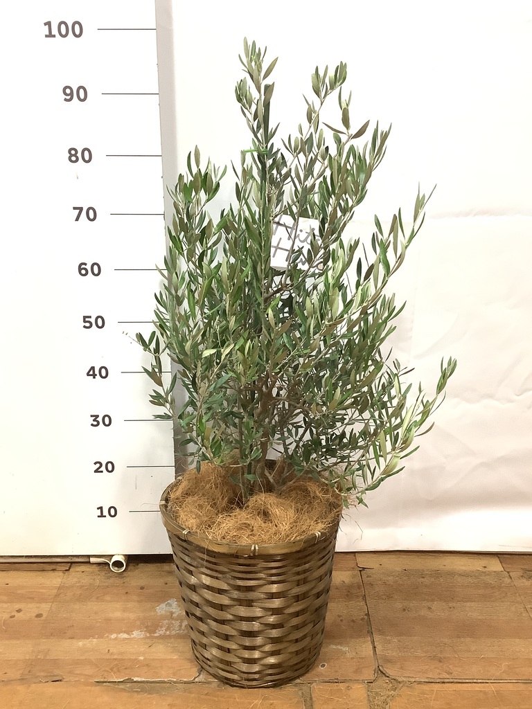 観葉植物 オリーブ 8号 コロネイキ 竹バスケット 付き | 観葉植物なら