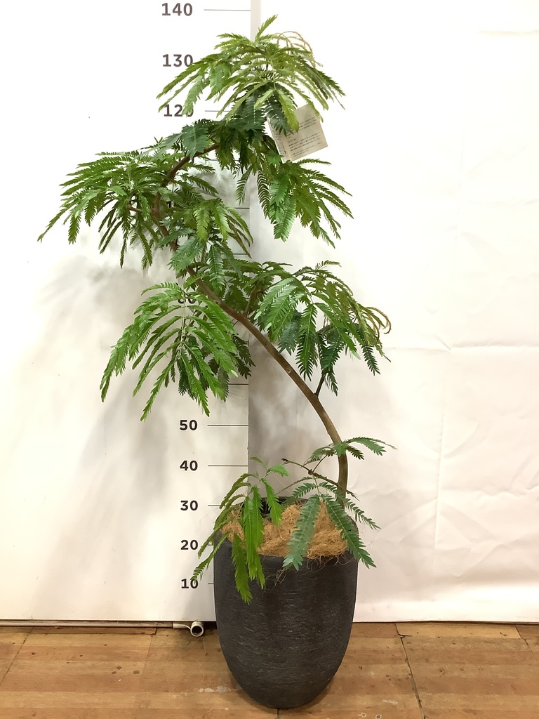観葉植物 エバーフレッシュ 8号 曲り ビトロ エンデガ ターコイズ