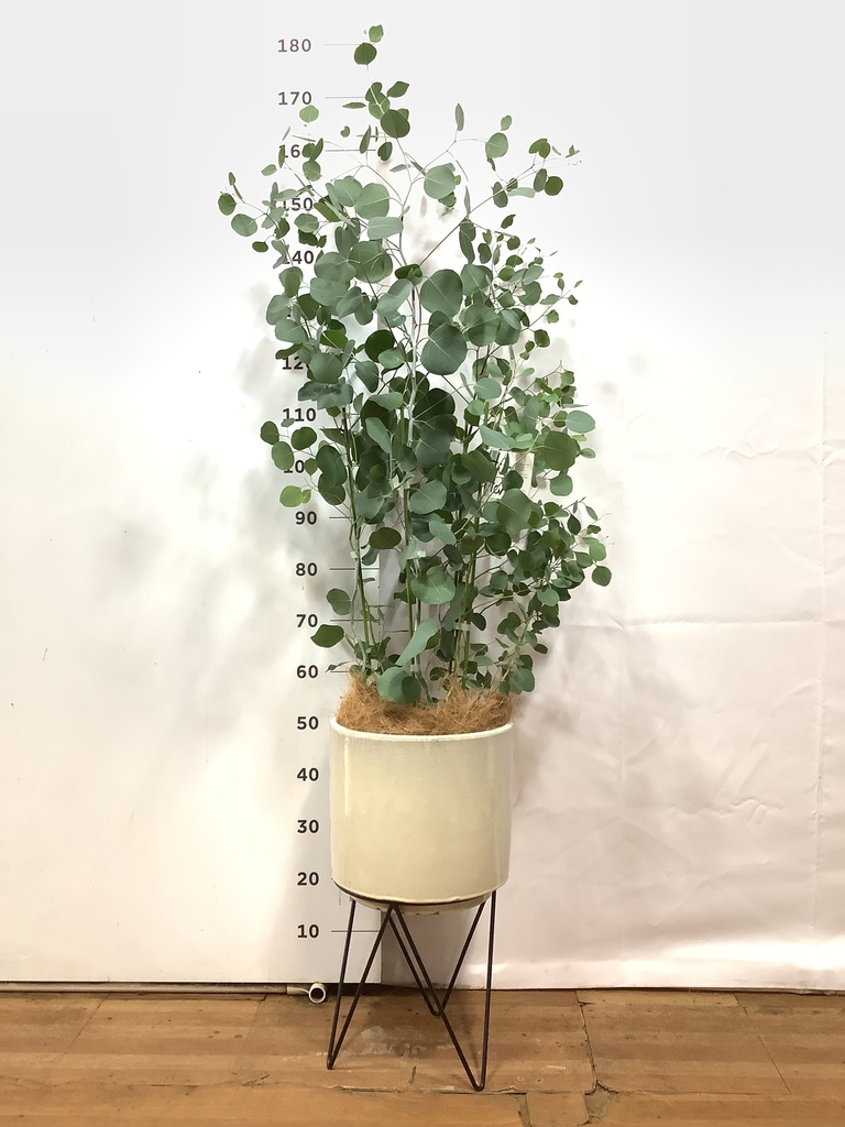 ✤ ユーカリ ポポラス ✤ フレッシュ*＊ 再販特価！フレッシュユーカリポポラス カット枝 ドライフラワー I Bee