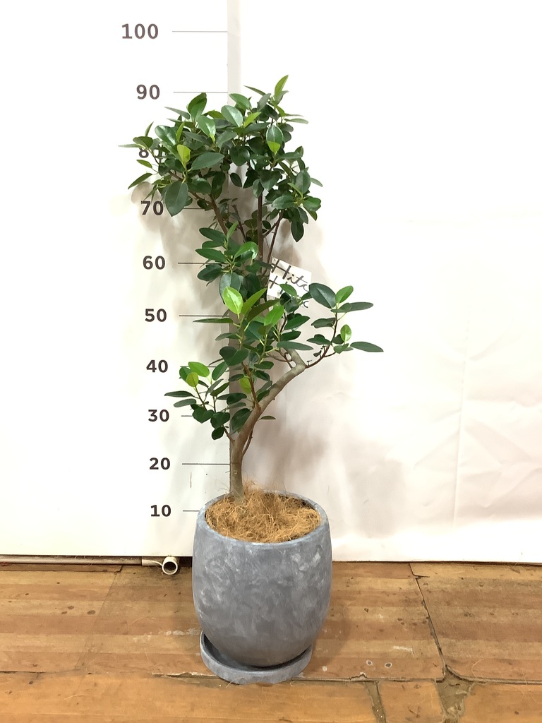 ガムの木 約1.5メートル 鉢付き 観葉植物 フランスゴムの木 6号 曲り プラスチック鉢を送料無料