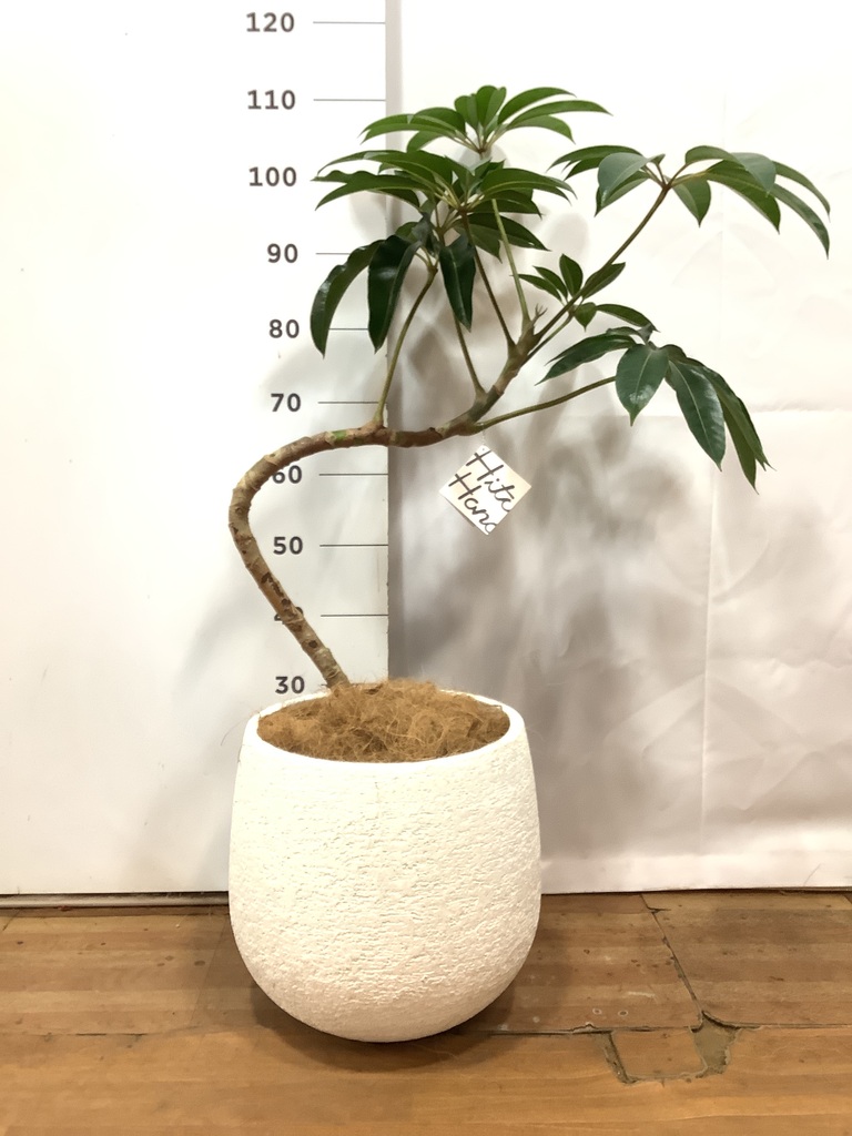 観葉植物 ツピダンサス 8号 曲り エコストーンwhite 付き | 観葉植物
