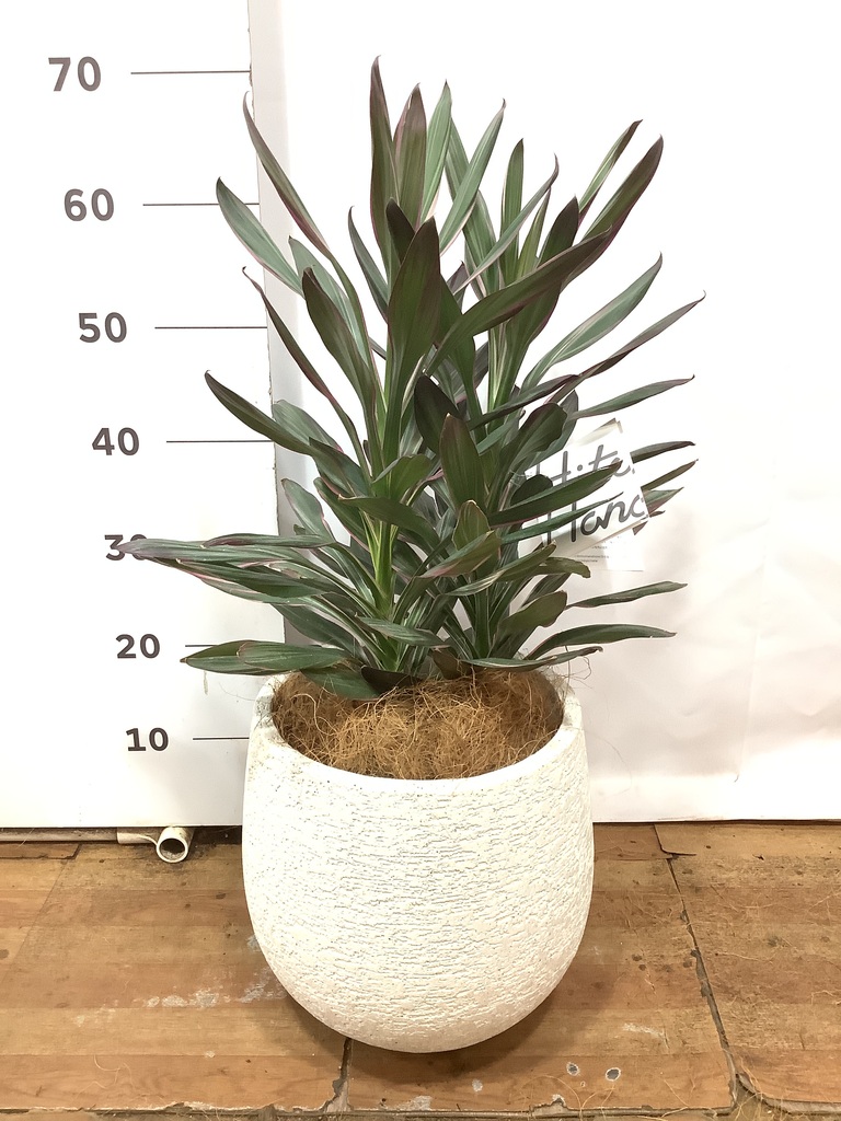 観葉植物コルジリネサンゴ