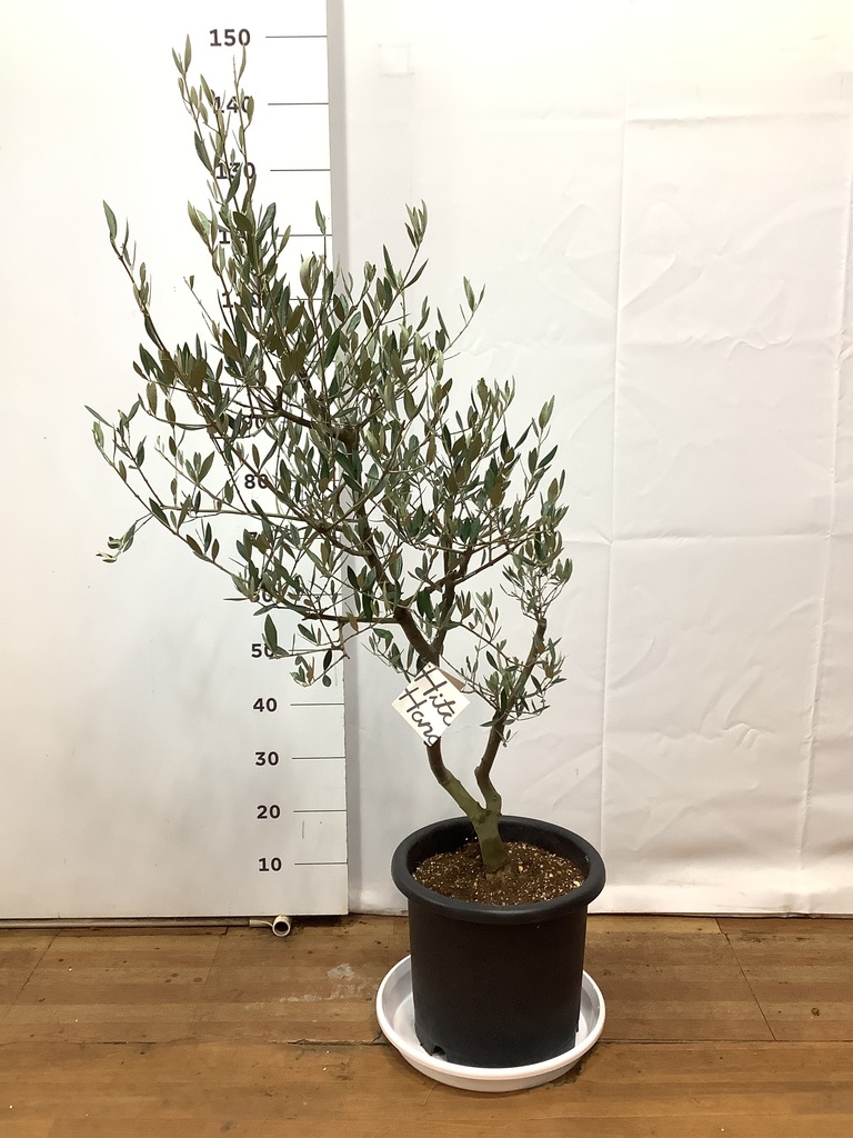 観葉植物 オリーブ 10号 ピクアル プラスチック鉢 | 観葉植物なら  