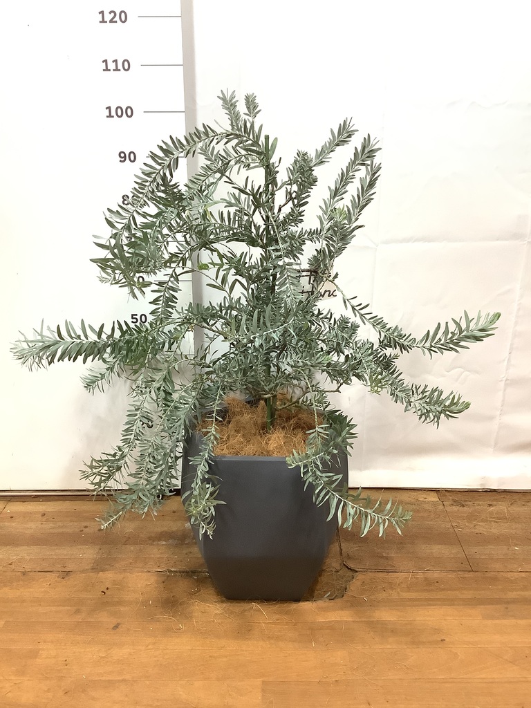 観葉植物 アカシア ブルーブッシュ 8号 FiberCray（ファイバークレイ