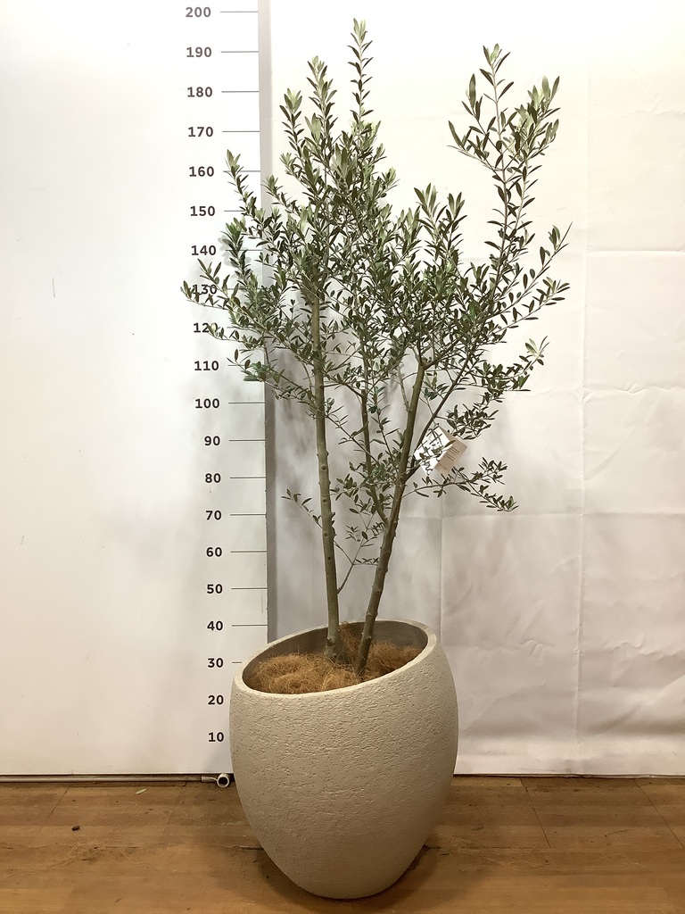 観葉植物 オリーブ 10号 アルベキーナ エコストーンLight Gray 付き